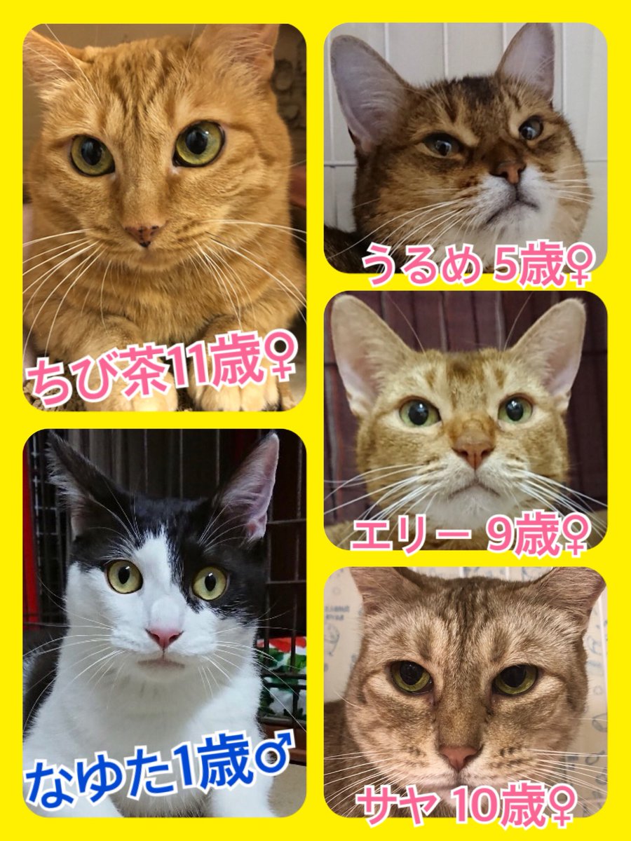 🐾今日の里親様募集中ニャンコ🐱メンバーです🐾2019,9,30